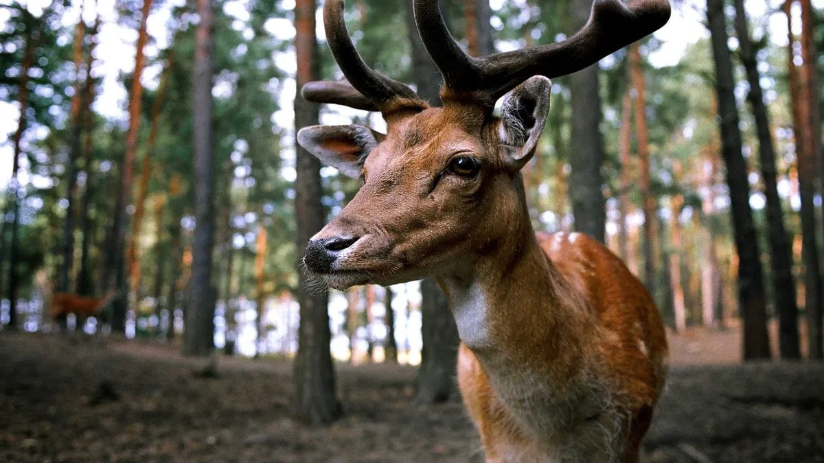 Reportan primeras muertes por la enfermedad del ciervo zombi
