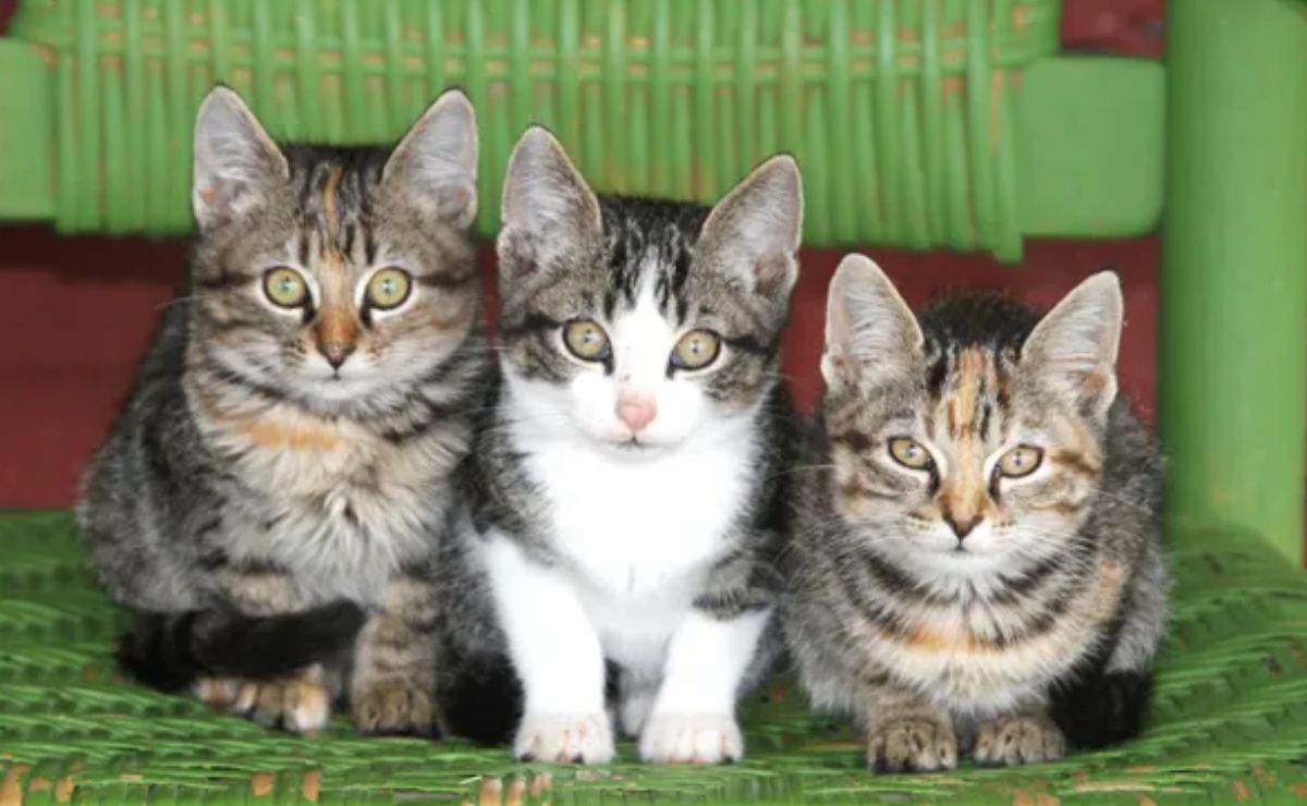 Gatos estrangulados en Barquisimeto