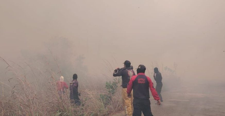 Incendio en plantaciones de pinos en Chaguaramas